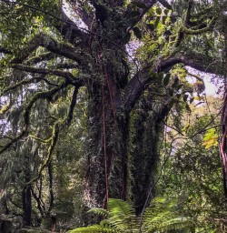 Tree at Martins Bay, Fiordland National Park Southland New Zealand