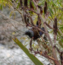 Tui at Mirror Lakes at Fiordland, New Zealand
