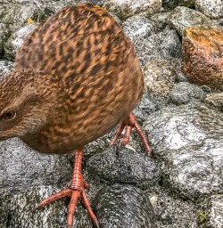 Weka Bird at Milford Track, Fiordland National Park Southland New Zealand
