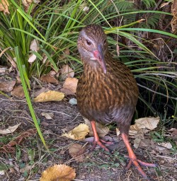 Weka at Lochmara Lodge, Marlborough Sounds New Zealand