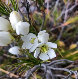 White flowers at Routeburn track, Otago New Zealand