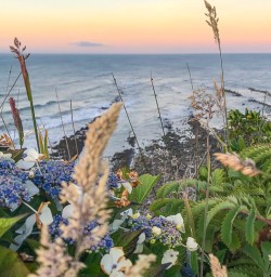 Wild flowers and sunset Cape Foulwind