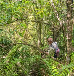 8. Guest walking Native bush