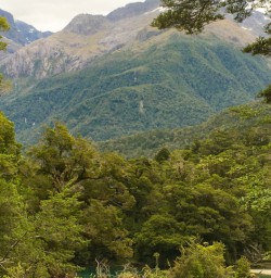 8. Hollyford Track views