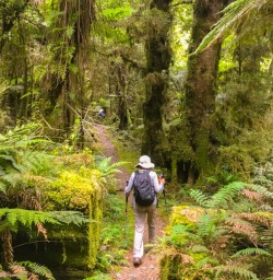 8. Solo guest hiking Hollyford Track