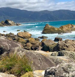 8. Wild Seal Martins Bay