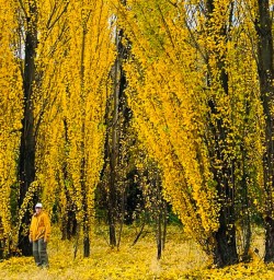 Arrowtown in Autumn 