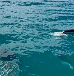 Dolphin tour Kaikoura
