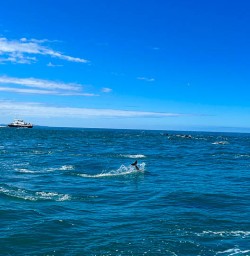 Dolpin in Kaikoura 