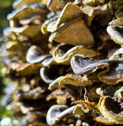 Fungi on Mou Waho Island