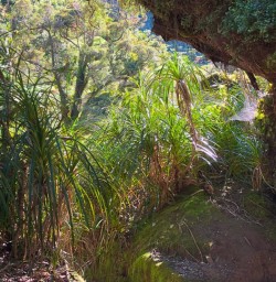 Hike Paparoa National Park 09 December 2024 2