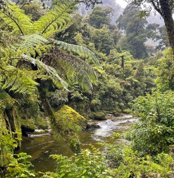 Hike Paparoa National Park 18 November 2024 6