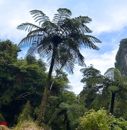 Hiking tours in Paporoa National Park