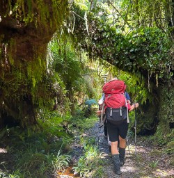 Hollyford Track walking tours 