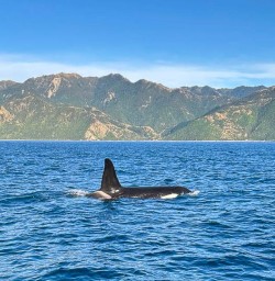 Orca in Kaikoura 