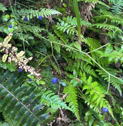 Paparoa National Park flora and fauna 