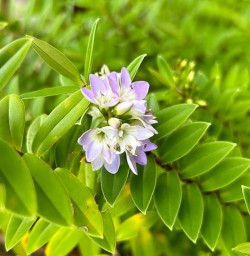 Stewart Island walking and hiking tours of New Zealand 