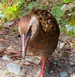 Weka Bird