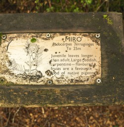 9 West coast trail tree facts2