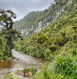 Along the Pororari Loop Track