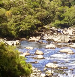arthur river at milford track