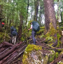 Beech forest Angelus Circuit