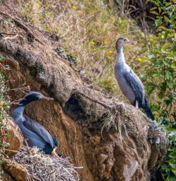 Birds at Marlborough Sounds, New Zealand