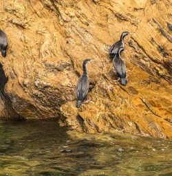 Birds at Marlborough Sounds, New Zealand