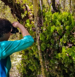Climbing plant at Martins Bay, Fiordland New Zealand