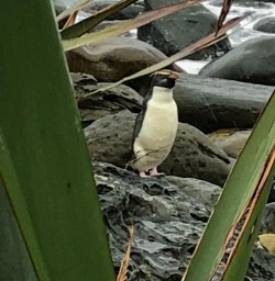 Crested Penguin at Martins Bay, Fiordland National Park Southland New Zealand