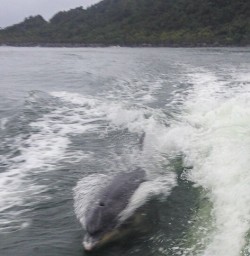 Dolphin at Hollyford river, Fiordland New Zealand