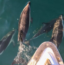 Dolphins at Kaikoura, Canterbury New Zealand