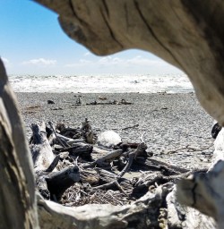 Driftwood on West Coast beach