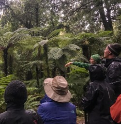 Ferns at Martins Bay, Fiordland New Zealand