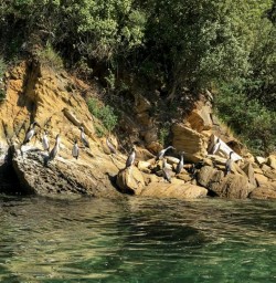 Grey Heron at Marlborough Sounds, New Zealand