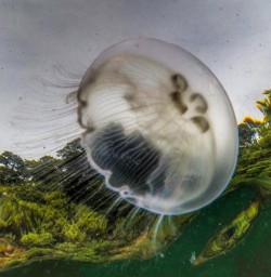 Jellyfish at Marlborough Sounds, New Zealand