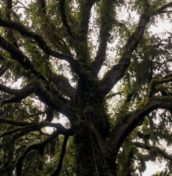 Kauri tree at Hollyford river, Fiordland New Zealand