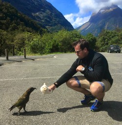 Kea at Milford Sound