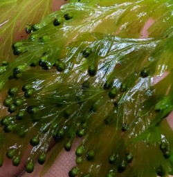Leaf at Hollyford river, Fiordland New Zealand