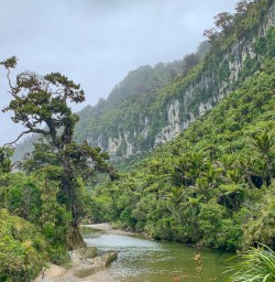 Limestone cliffs Paparoa National Park