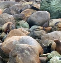 fur seals at martins bay