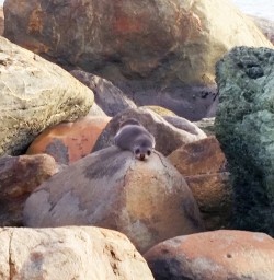 baby seal at martins bay seal colony