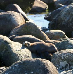 9 martins bay seal colony fiordland 5