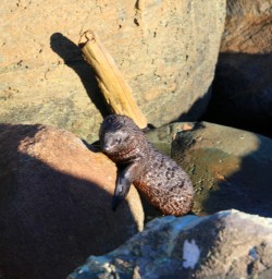 9 martins bay seal colony fiordland 6