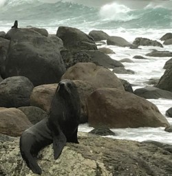 Martins Bay Seal Colony, Fiordland National Park Southland New Zealand