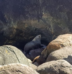 Seal colony at Martins Bay, Fiordland New Zealand