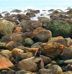 The locals at Martins Bay Seal Colony