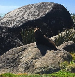 Martins Bay Seal Colony