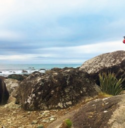 Martins Bay Seal Colony