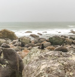 Martins Bay Seal Colony, Fiordland National Park Southland New Zealand